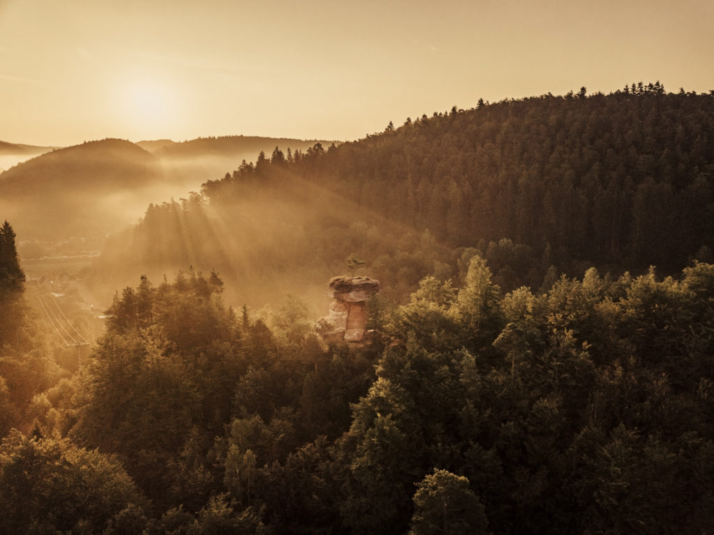 Palatinate Forest